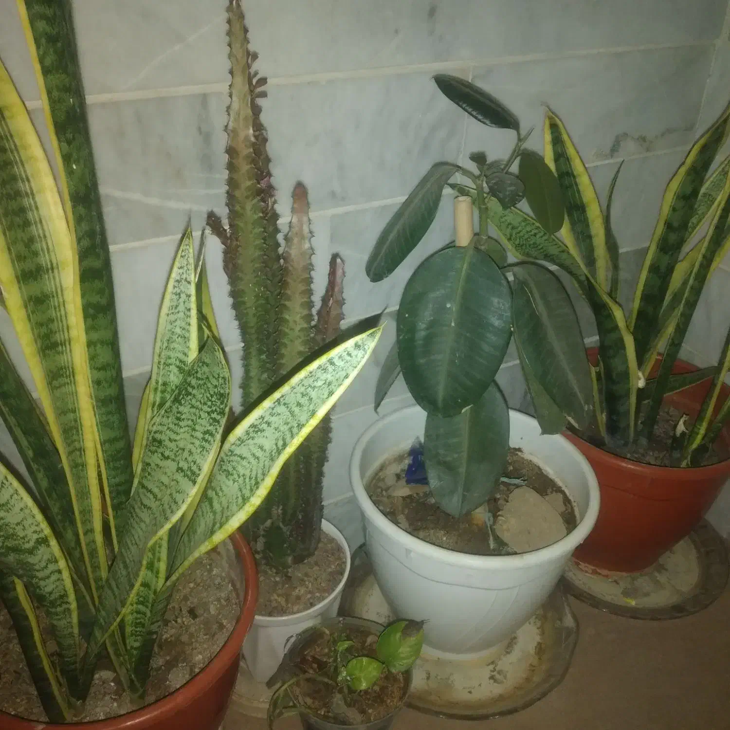 گل های زینتی آپارتمانی|گل و گیاه طبیعی|دلیجان, |دیوار