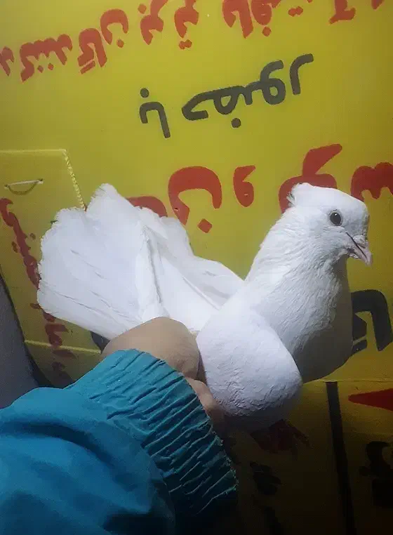 کبوتر گره بند|پرنده|کوهدشت, |دیوار