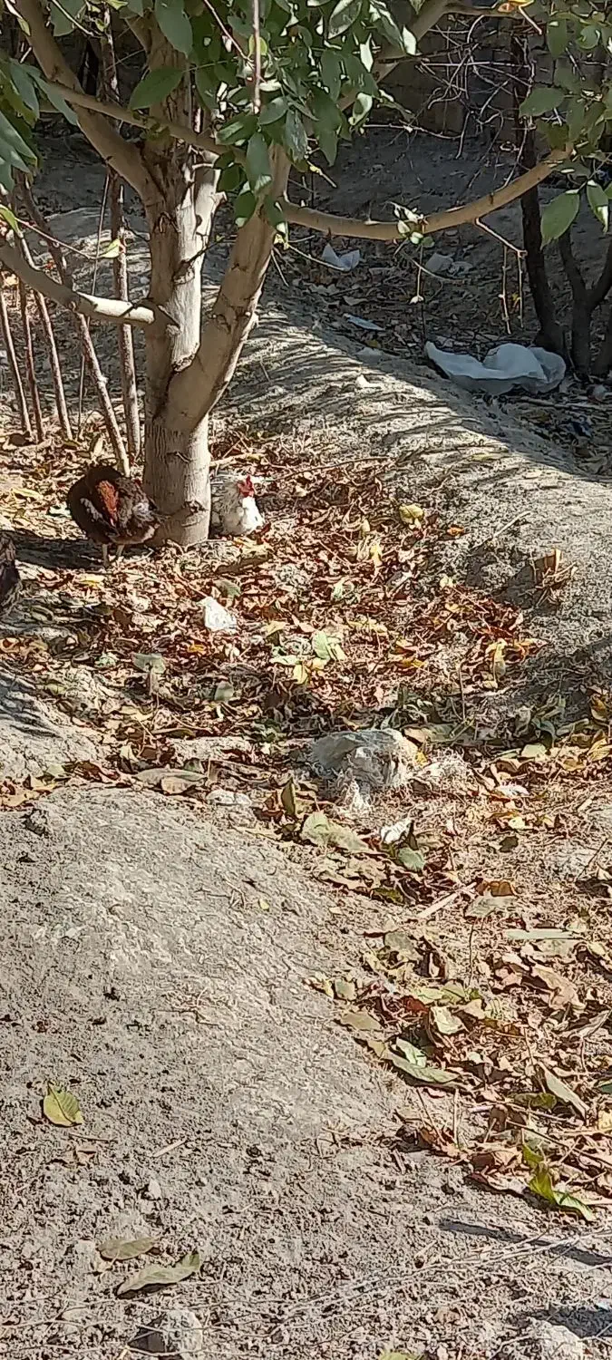 ۱۴ عدد مرغ تخم گذار سالم|حیوانات مزرعه|شاهدشهر, |دیوار