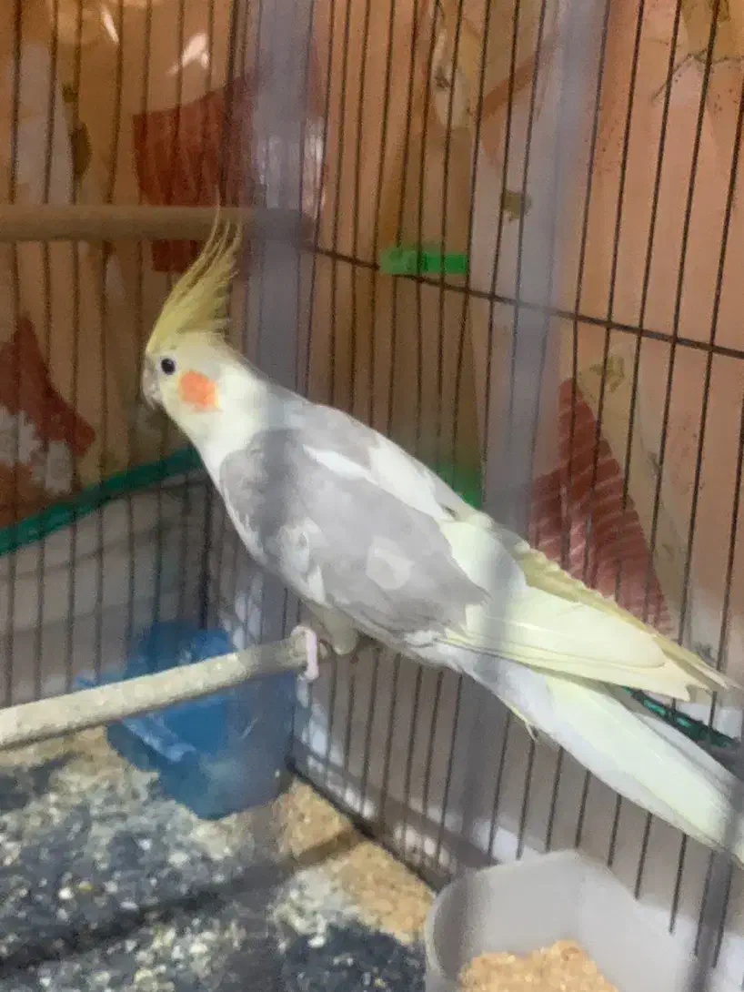 عروس هلندی نر|پرنده|آستانه اشرفیه, |دیوار