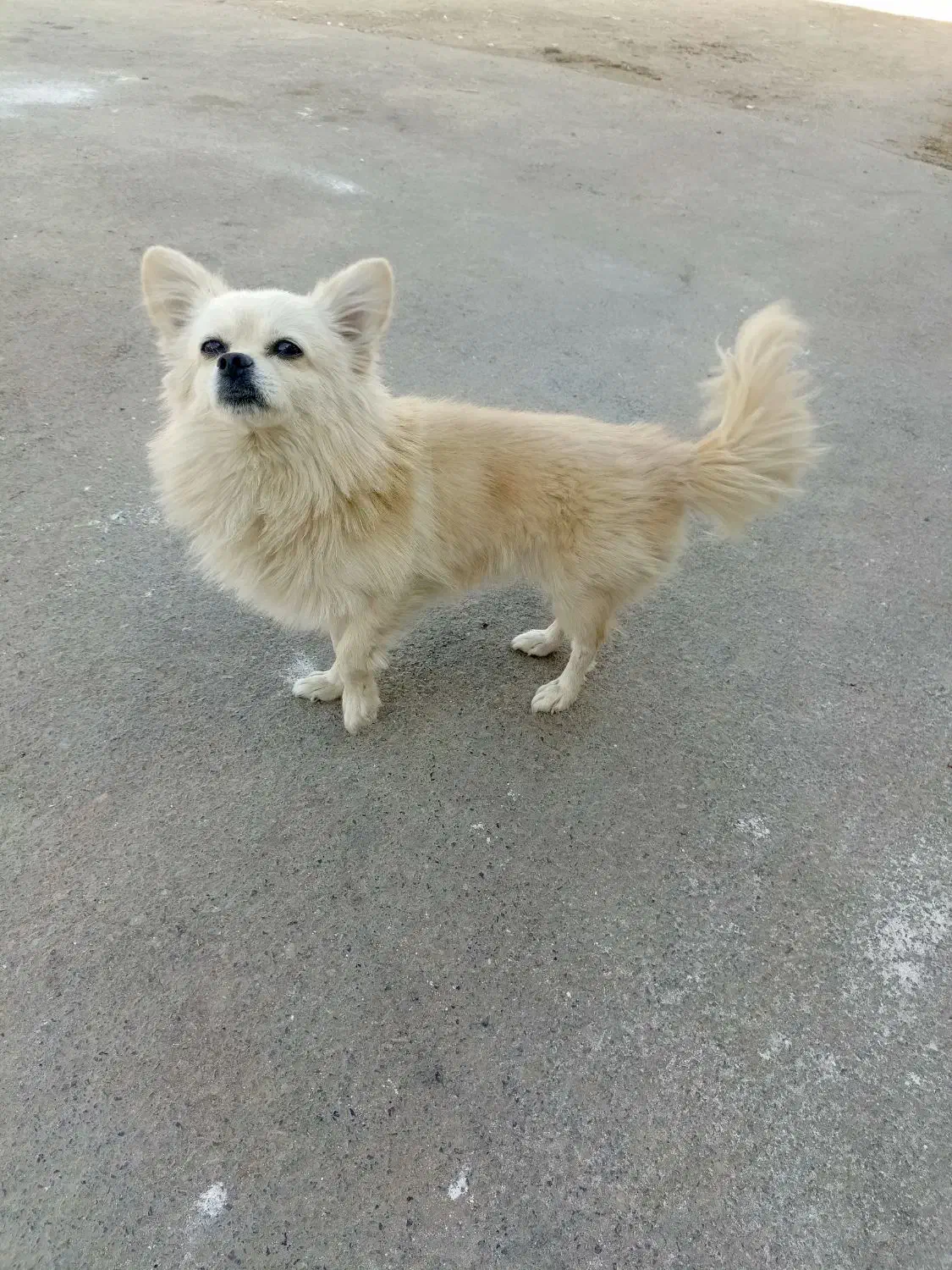 سگ پامر روباهی سایز کوچیک|سگ|قم, دورشهر|دیوار