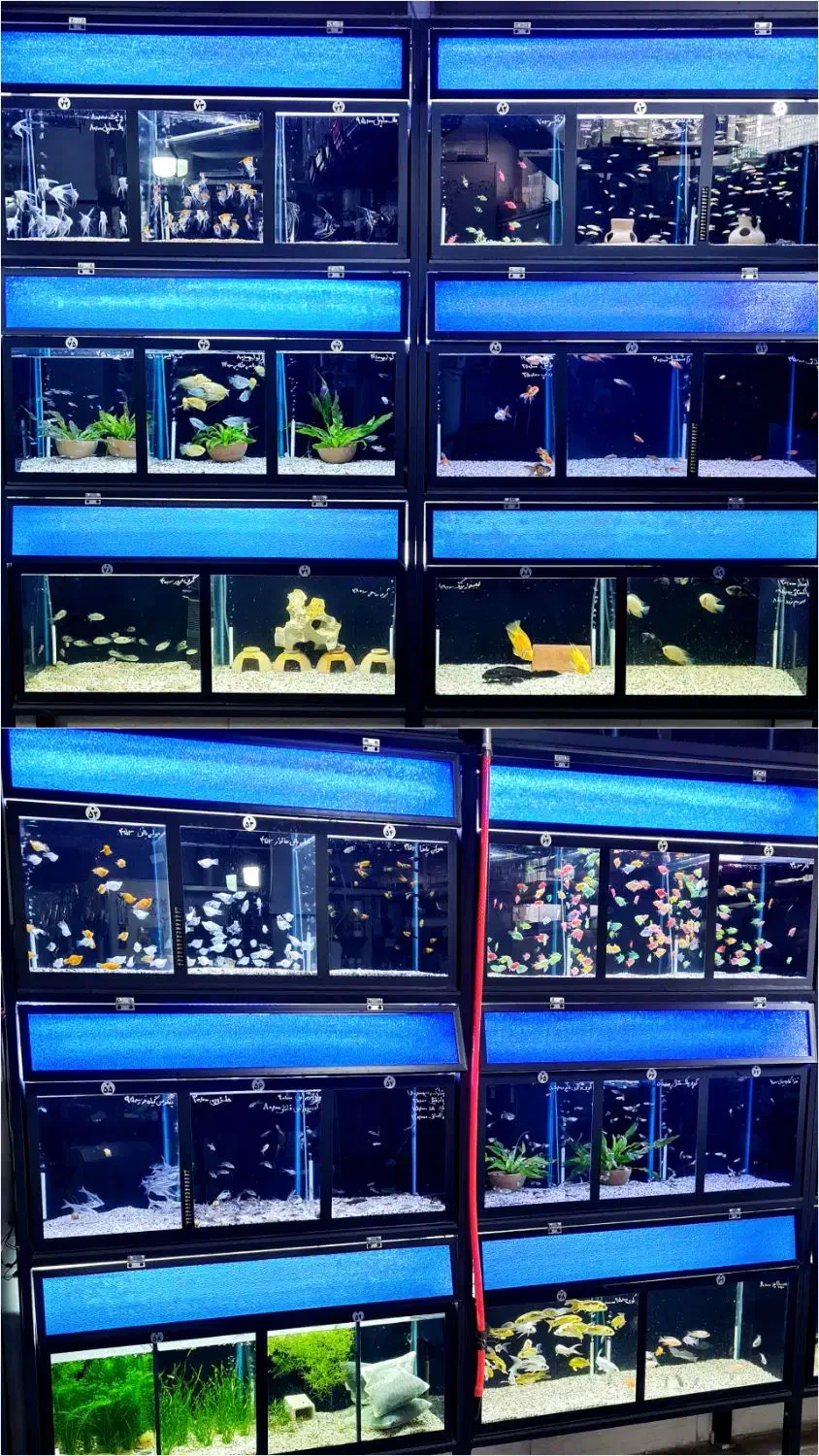 بار جدید ماهی رسید|ماهی|شاهرود, |دیوار