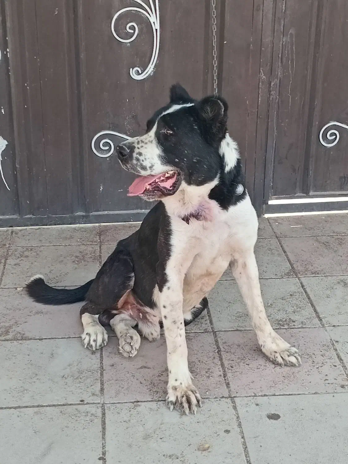 سگ نگهبان|سگ|احمدآبادمستوفی, |دیوار