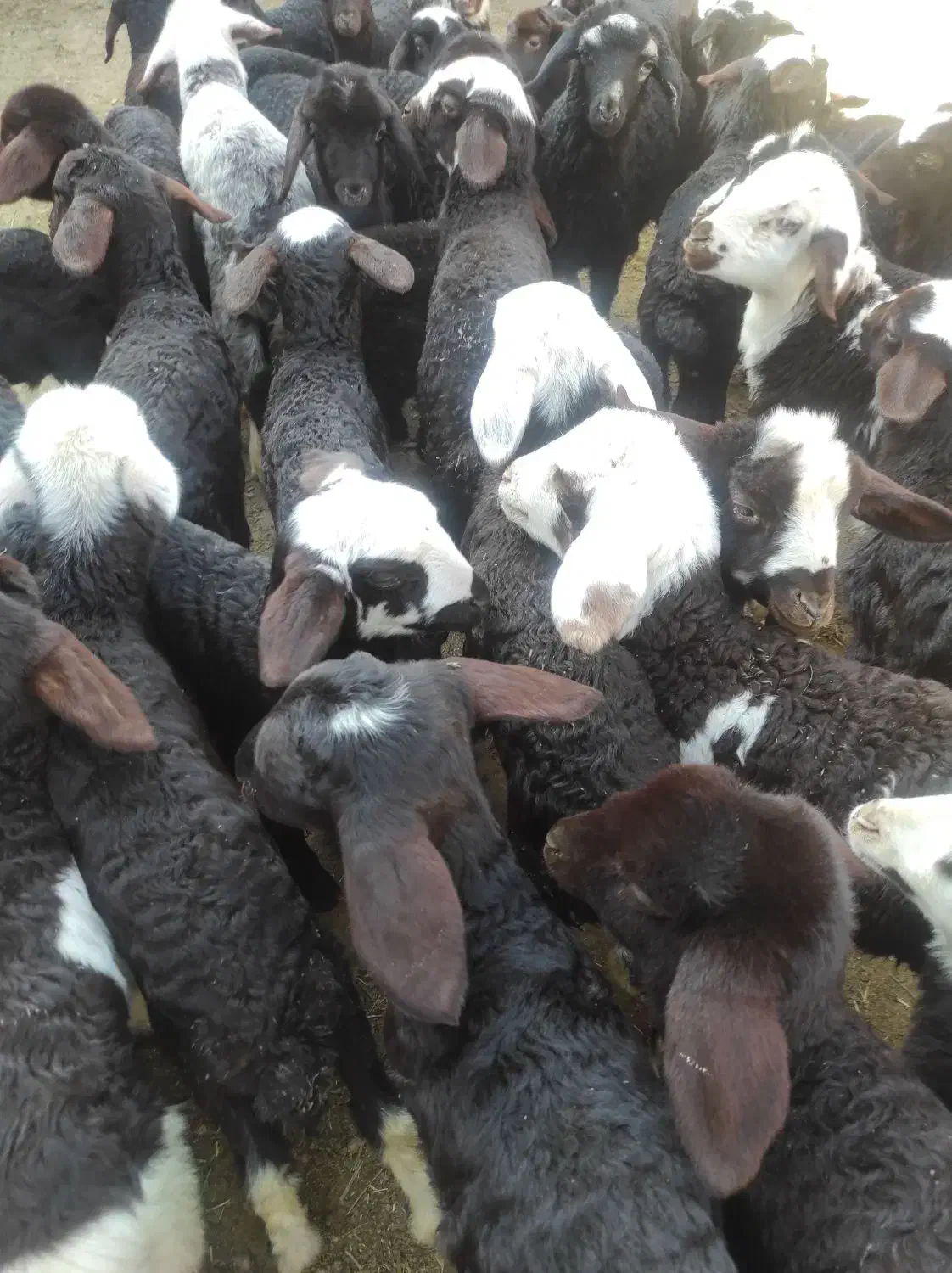 بره شیری آغوز خورده|حیوانات مزرعه|قم, ولیعصر|دیوار