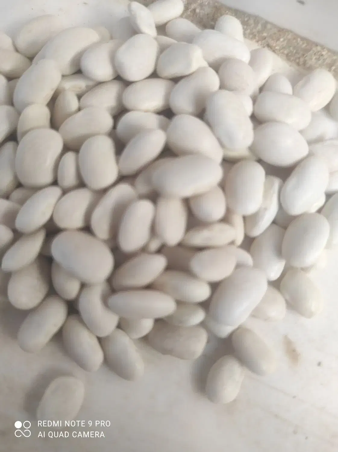 فروش 3تن لوبیا|عمدهفروشی|لردگان, |دیوار