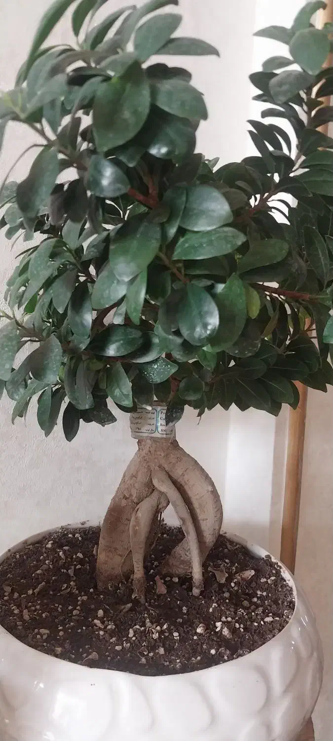 درختچه بنسای|گل و گیاه طبیعی|نسیم‌شهر, |دیوار