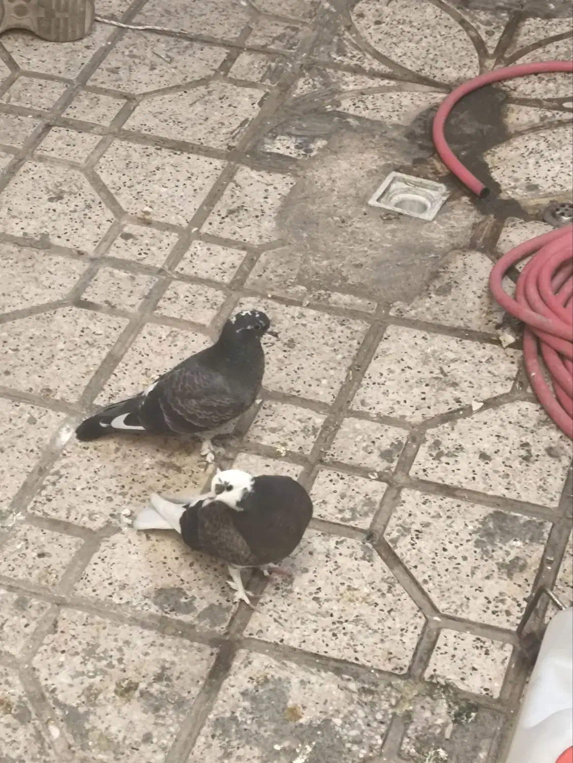 کبوتر|پرنده|مشهد, بهمن|دیوار