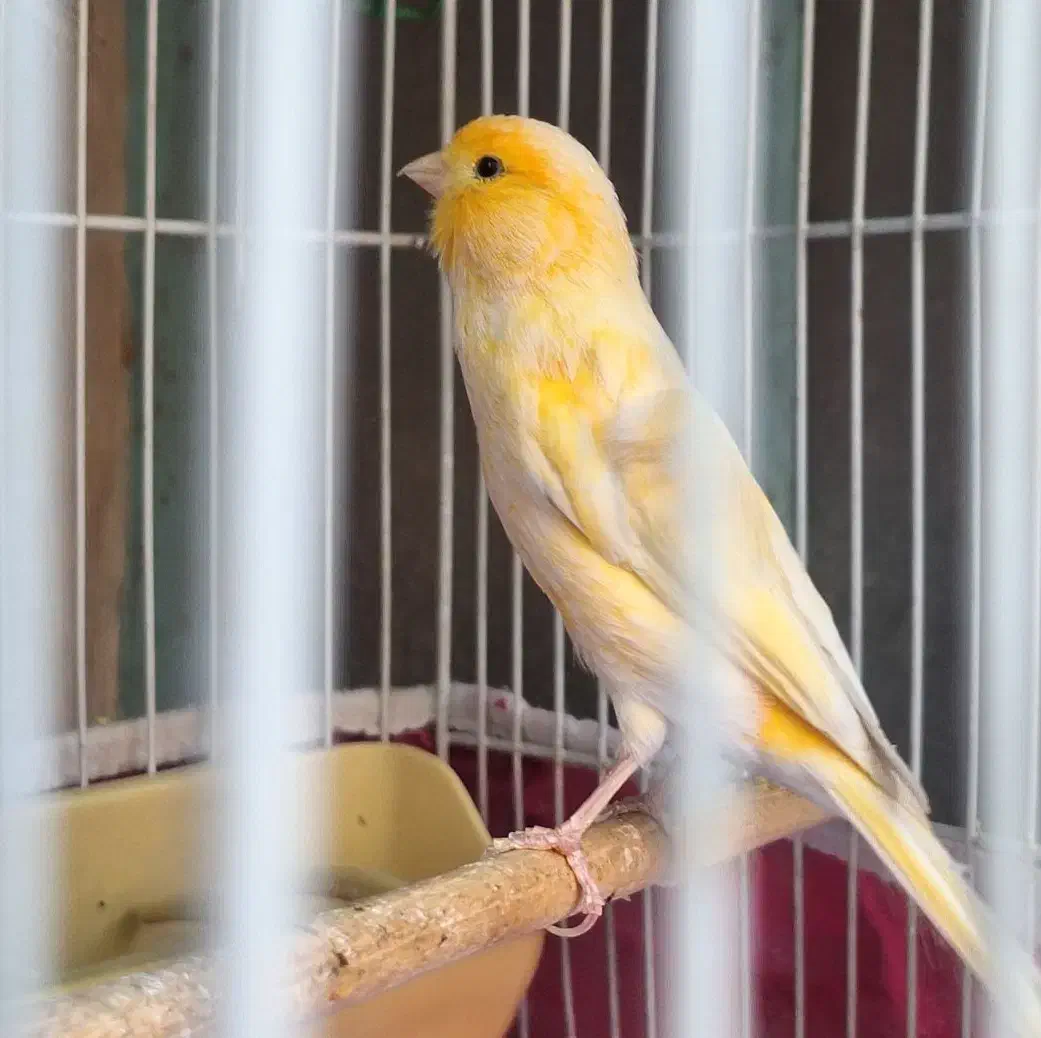 قناری  پرتقالی درشت کوتاه بلند سوخته مست مست|پرنده|کارون, |دیوار