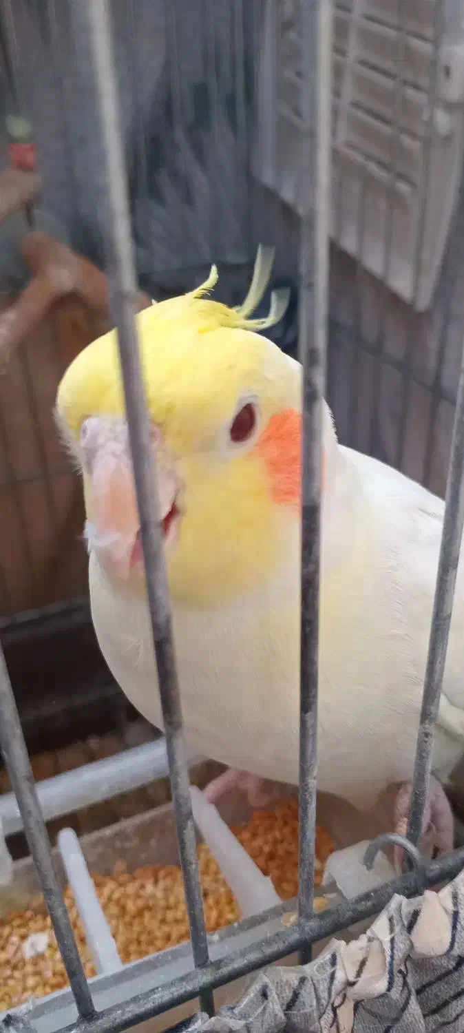 عروس هلندی ماده سخنگو|پرنده|چهارباغ, |دیوار