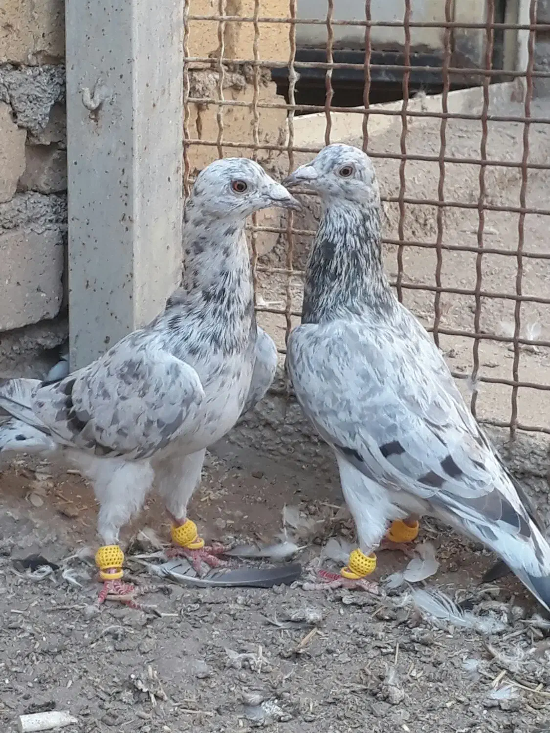 پرنده خطی جفت نر|پرنده|تاکستان, |دیوار