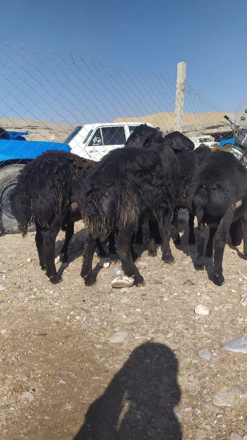 5عدد بره قوچ انتیک نمونه قره قزل|حیوانات مزرعه|شاهین دژ, |دیوار