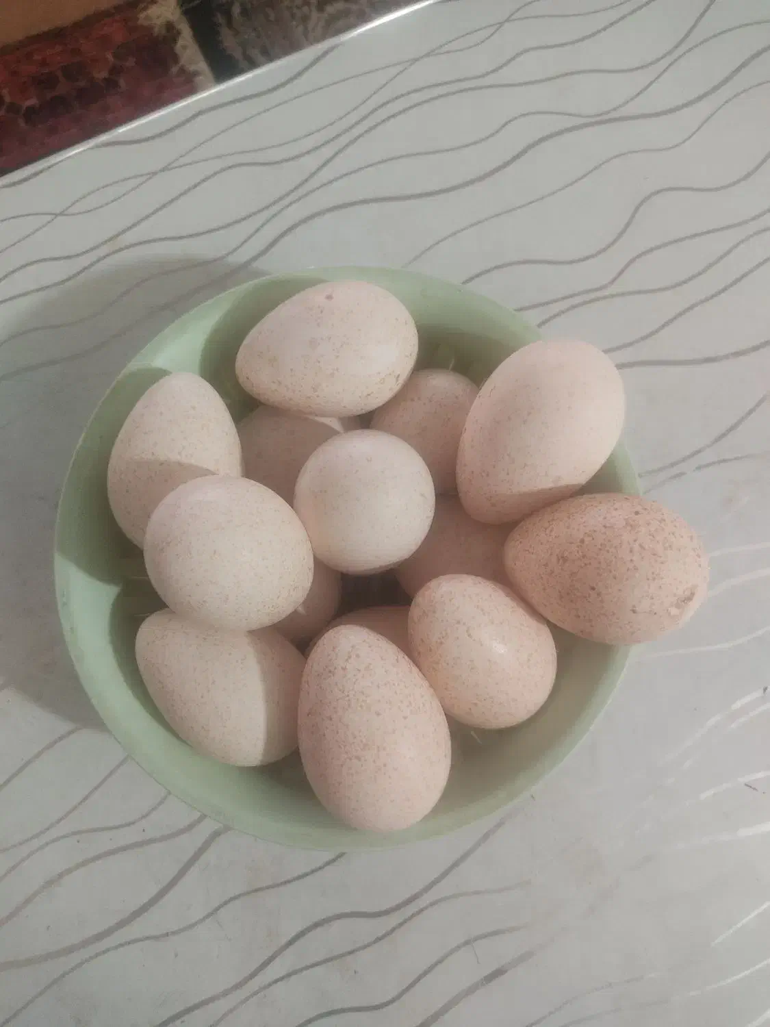 تخم بوقلمون|حیوانات مزرعه|زاهدان, |دیوار