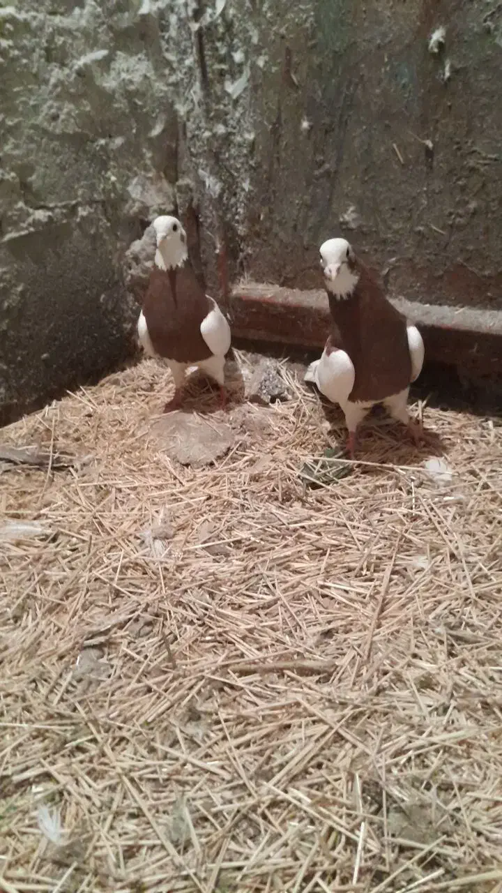 طوقی|پرنده|ملکان, |دیوار