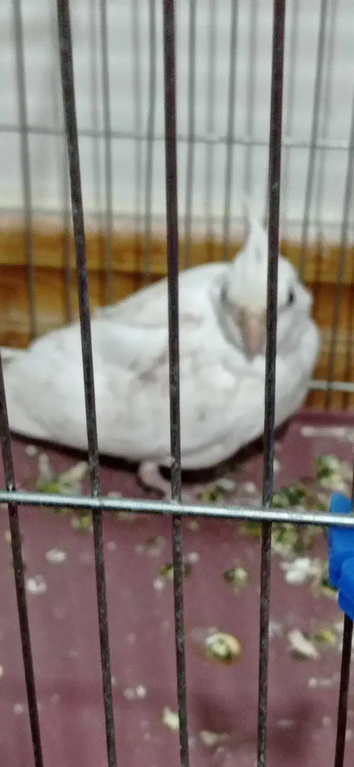 جوجه عروس هلندی سفید|پرنده|شهرکرد, |دیوار