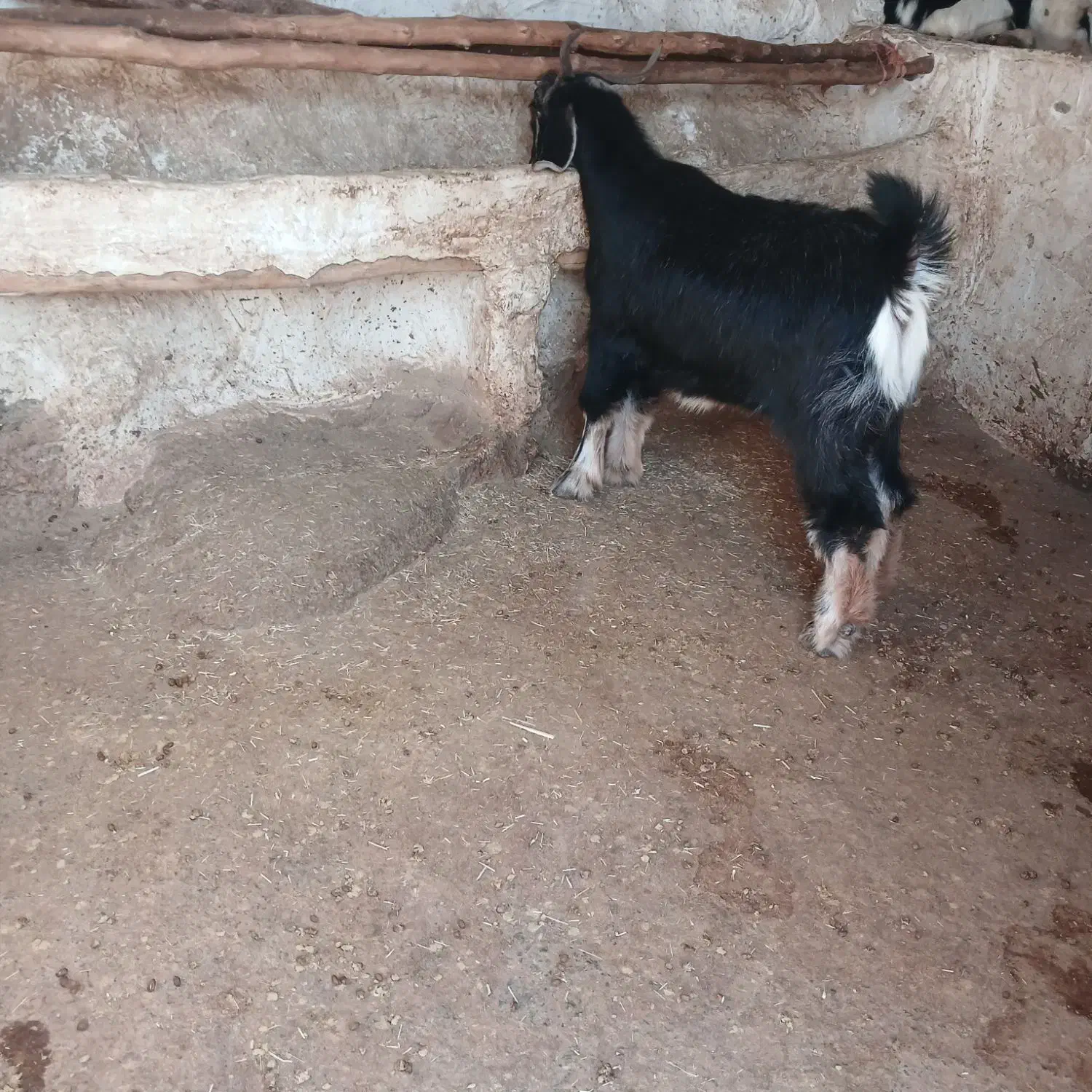 یک عدد تیشک|حیوانات مزرعه|بیرانوند, |دیوار