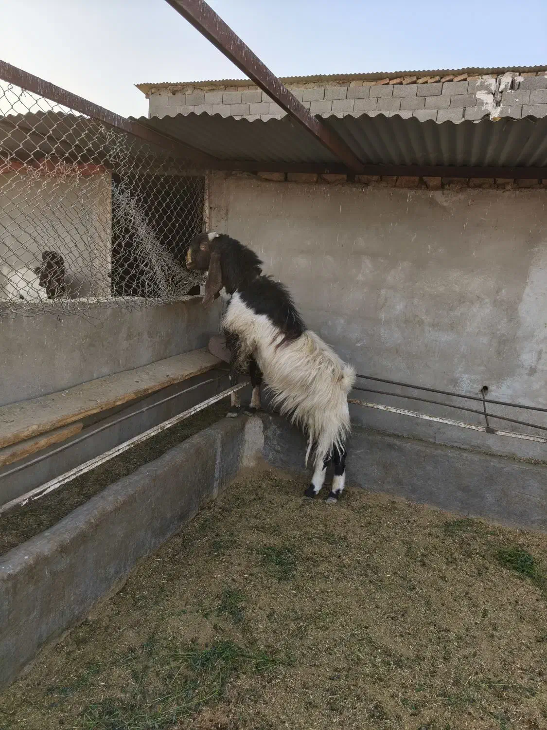 یک عدد نربز پاکستانی|حیوانات مزرعه|اسلامشهر, شهرک واوان|دیوار