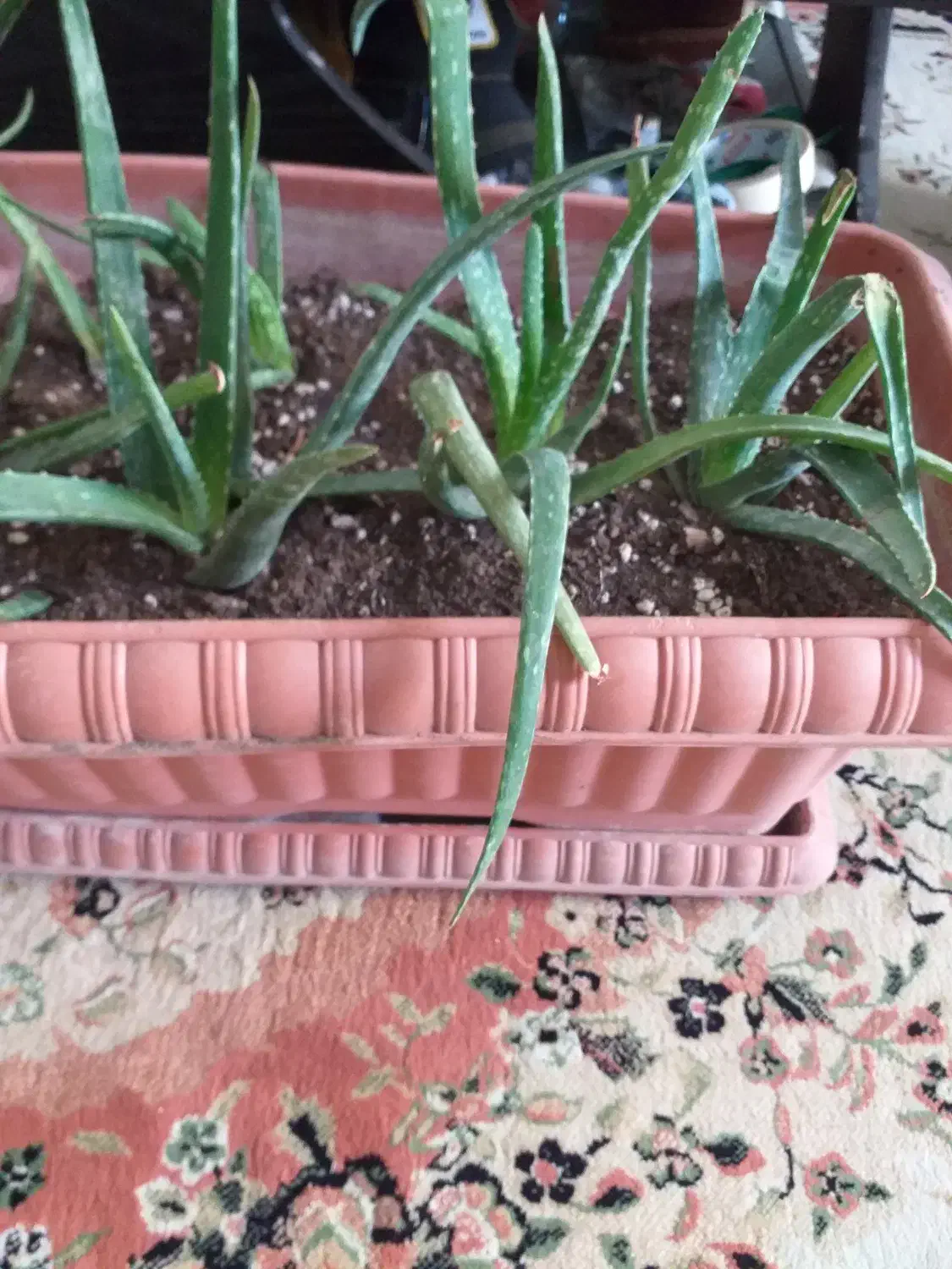 گیاه آلوئه وراء آپارتمانی|گل و گیاه طبیعی|ری, دولتآباد|دیوار