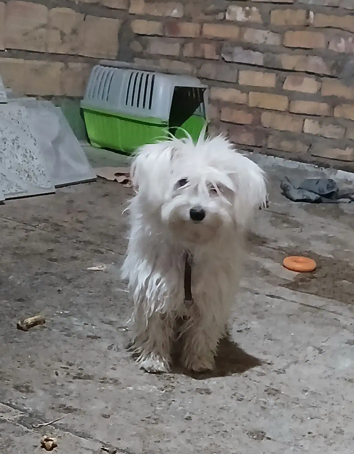 سگ شیتزو|سگ|تایباد, |دیوار