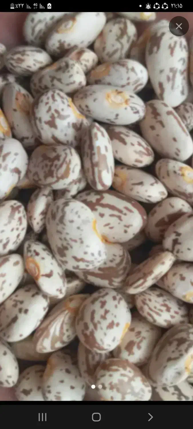 لوبیا چیتی|عمدهفروشی|معمولان, |دیوار