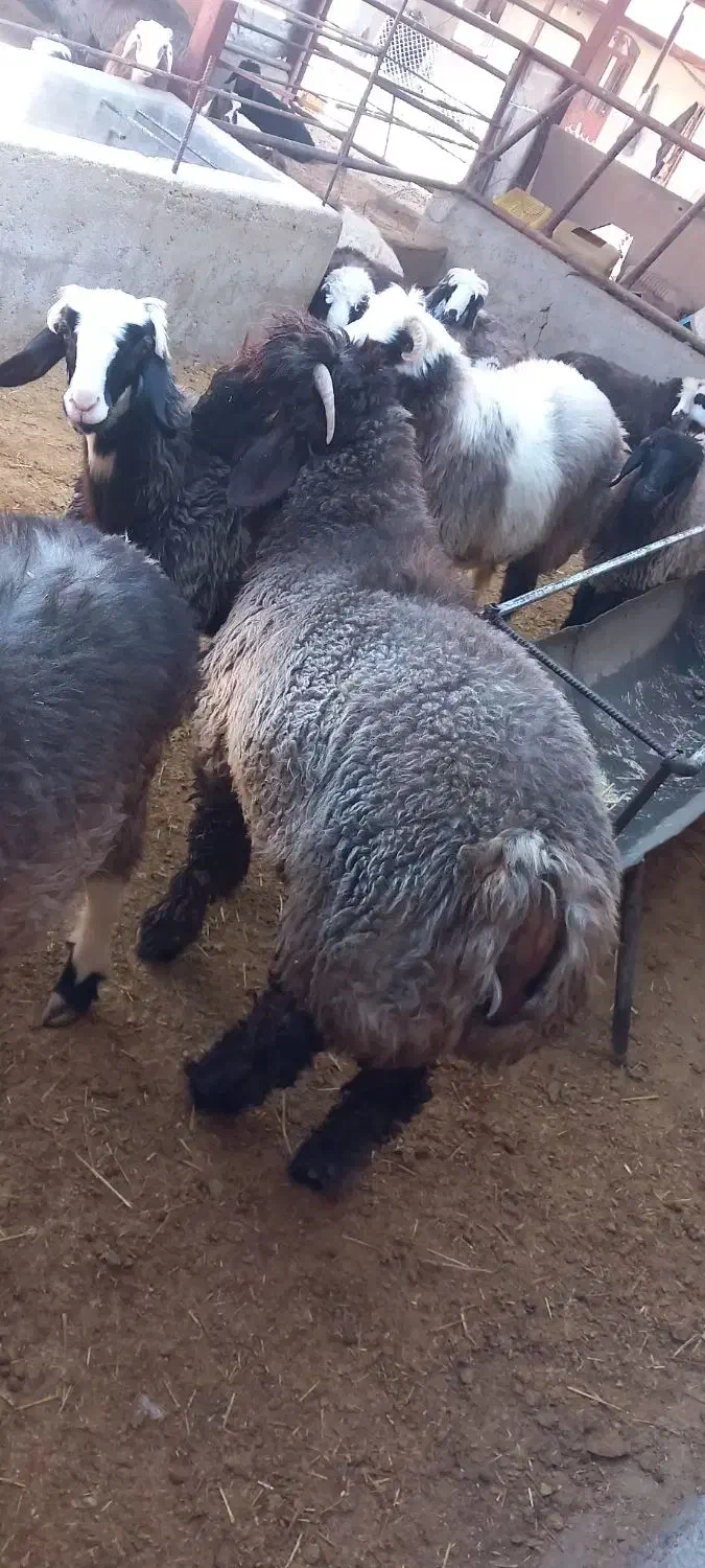 ۱۲۳|حیوانات مزرعه|سی‌سخت, |دیوار