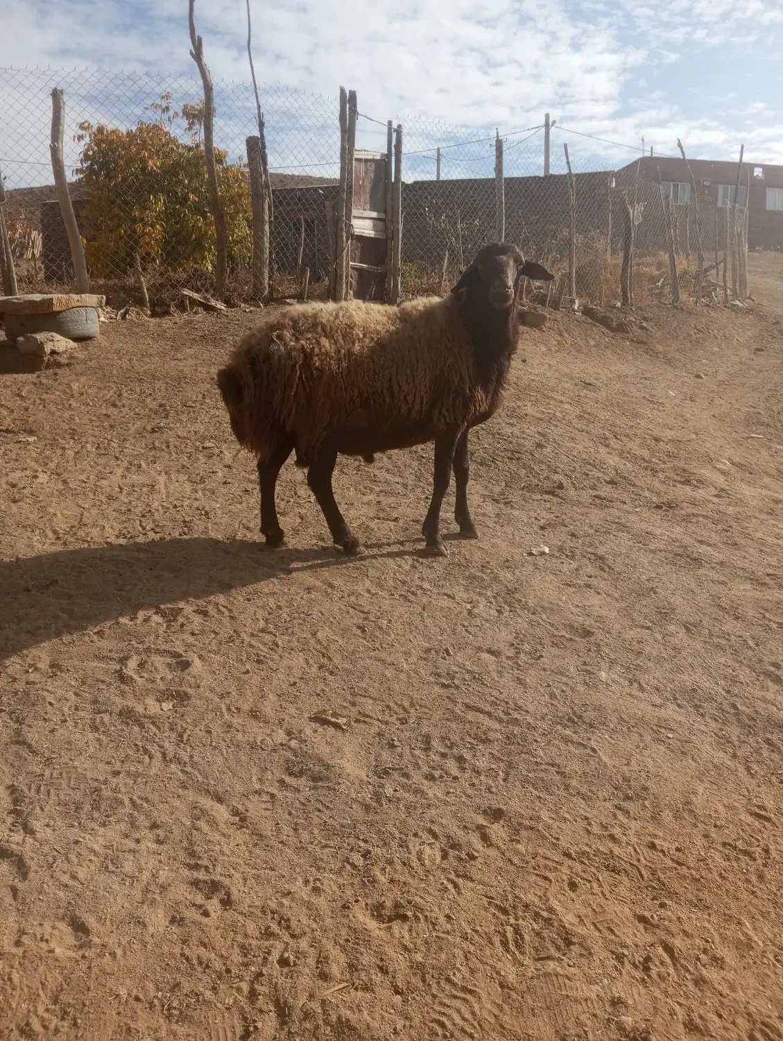 قوچ ترتمیز 4دندان سالم بدون عیب داشتی|حیوانات مزرعه|مریوان, |دیوار