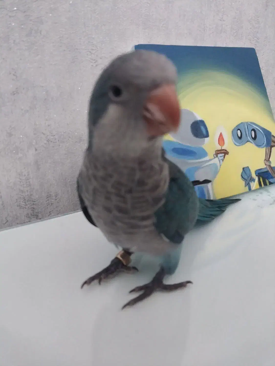 طوطی راهب|پرنده|اردبیل, |دیوار