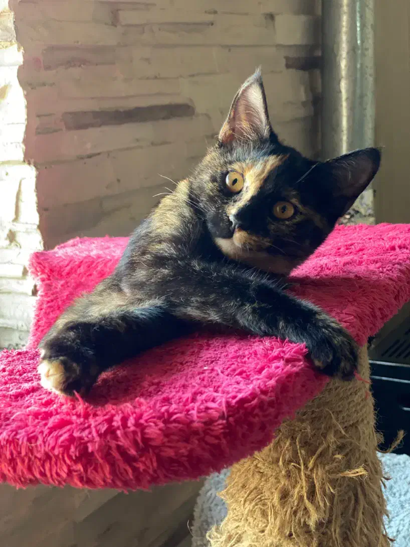 واگذاری گربه ۴ماهه|گربه|رشت, سعدی (تختی)|دیوار