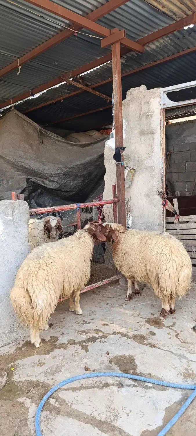 دو عدد بره قوچ زرد|حیوانات مزرعه|دره شهر, |دیوار