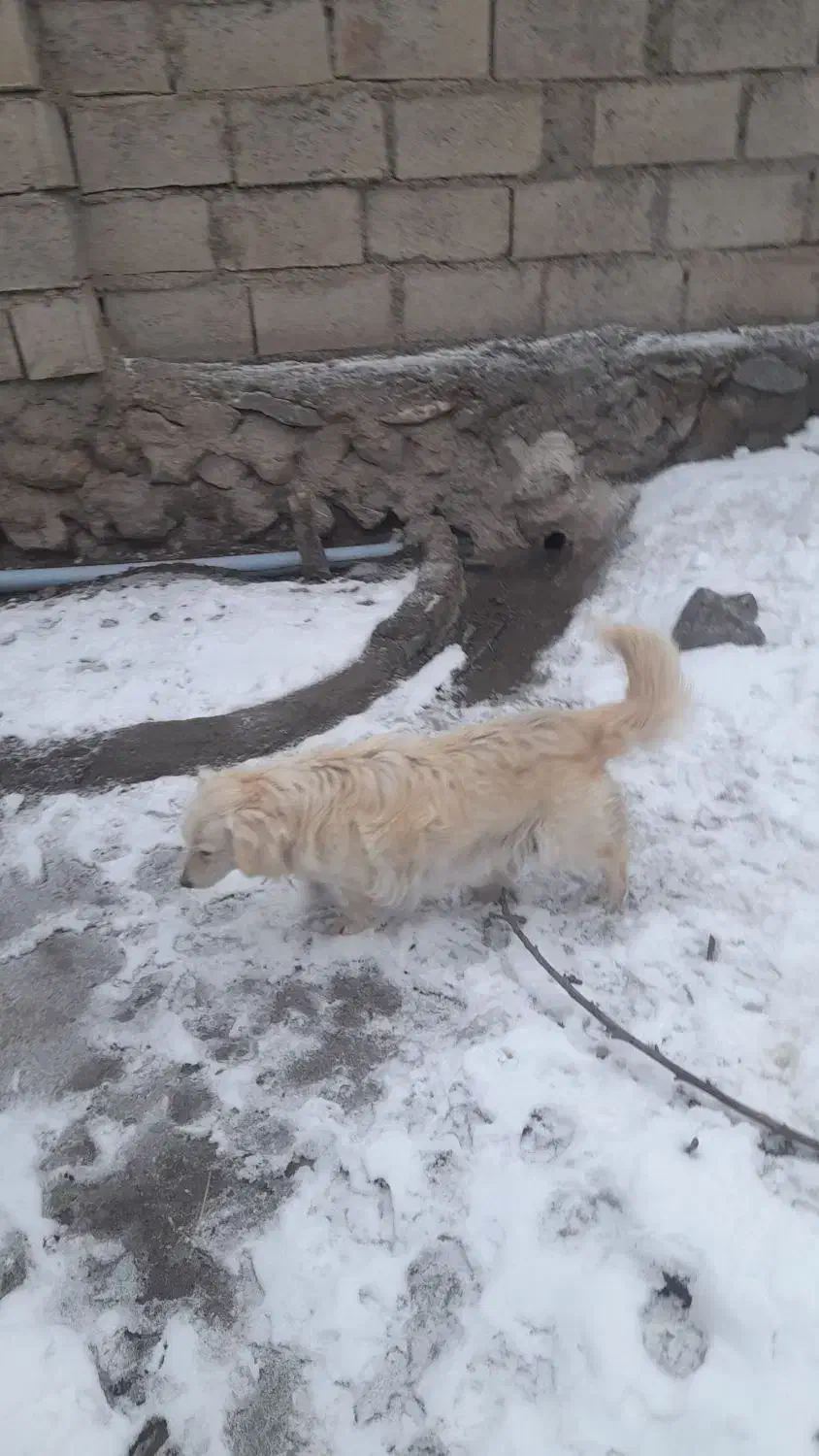 سگ پاکوتاه|سگ|مشگین شهر, |دیوار