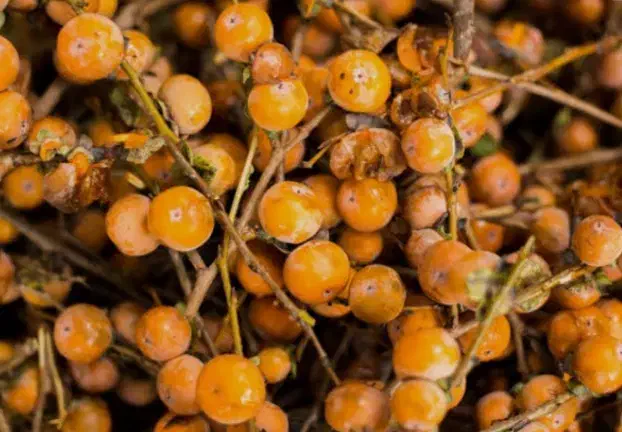 دوشاب جنگلی|خوردنی و آشامیدنی|رشت, آب و برق|دیوار