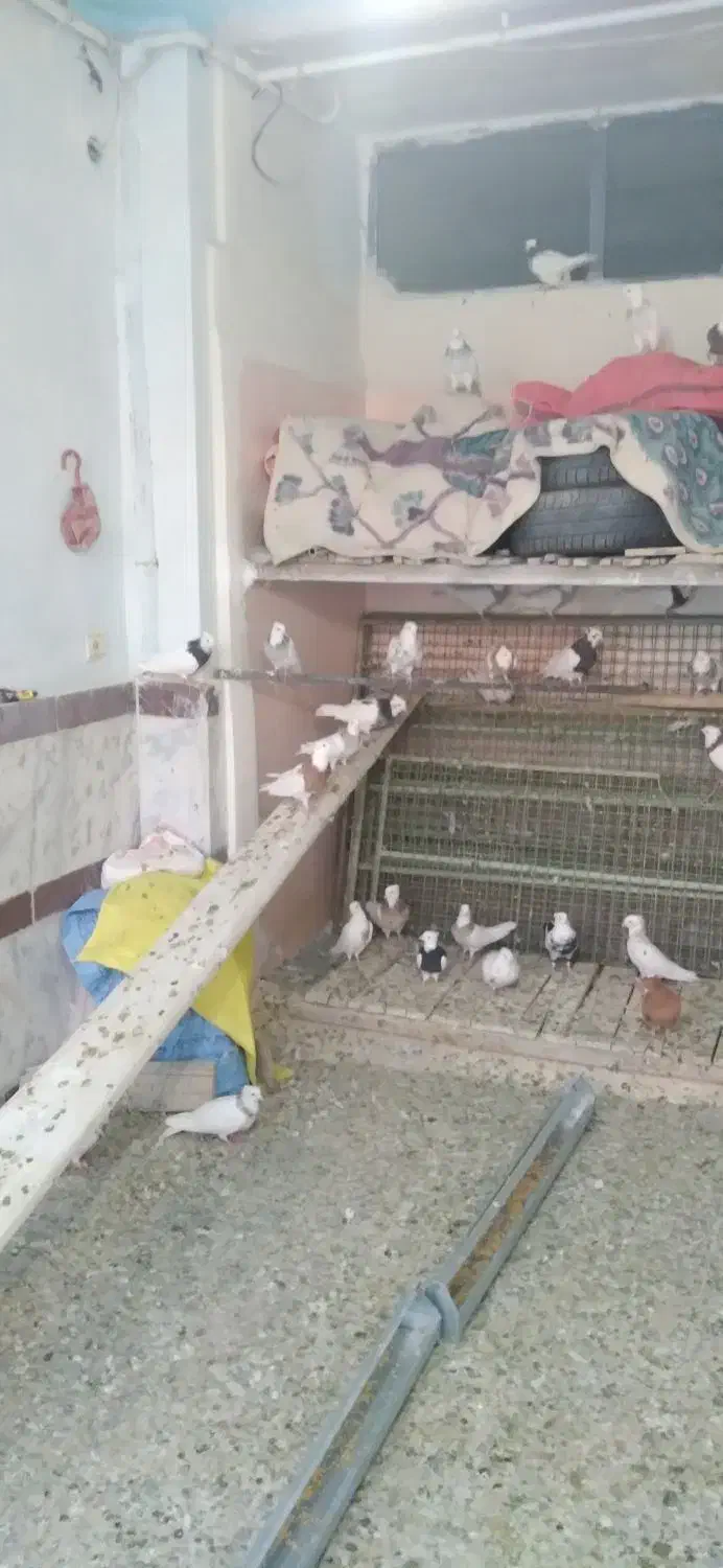 کبوتر طوقی|پرنده|سنقر, |دیوار