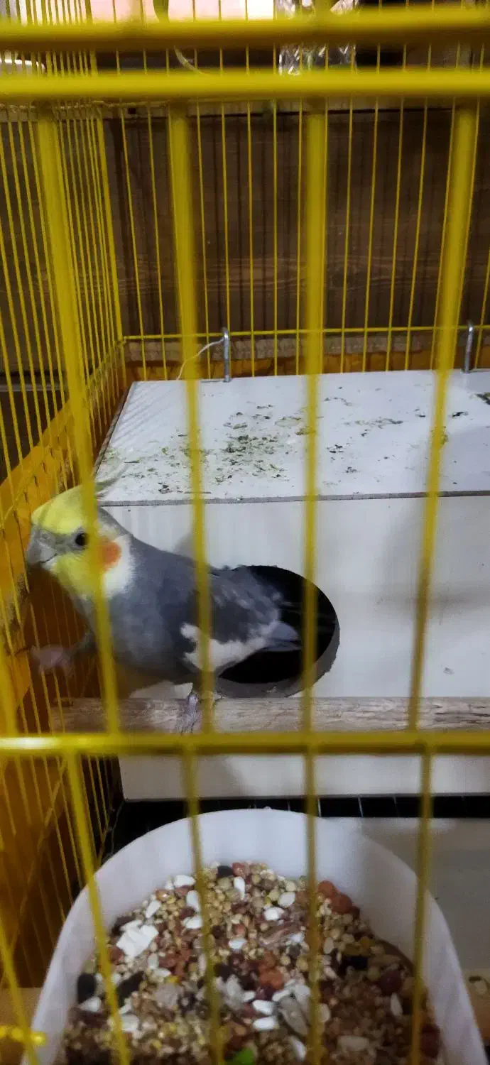 یک جفت عروس هلندی نرو ماده|پرنده|فشاپویه, |دیوار