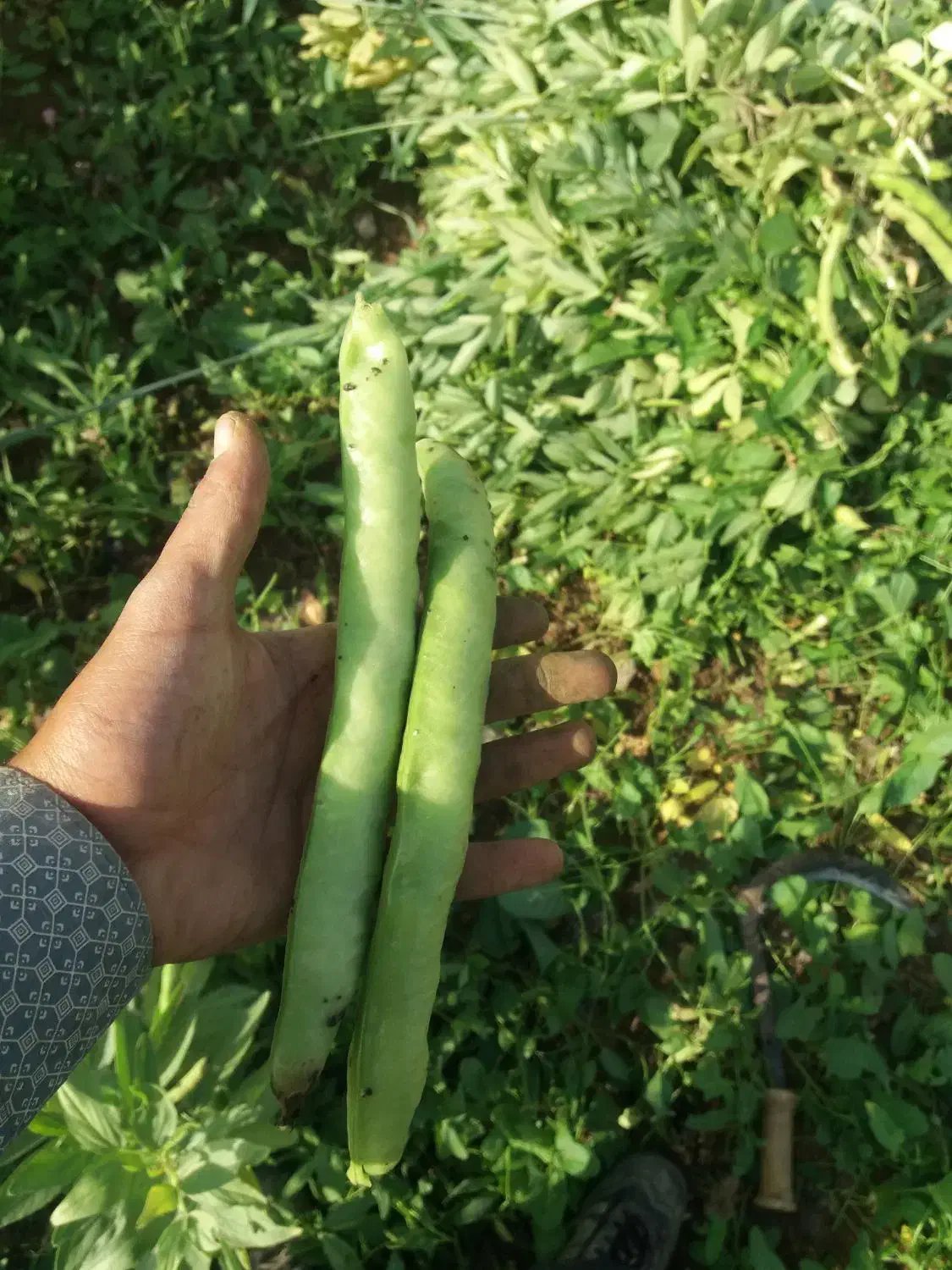 بذر باقله دزفولی درجه یک مال امساله|حراج|بروجرد, |دیوار