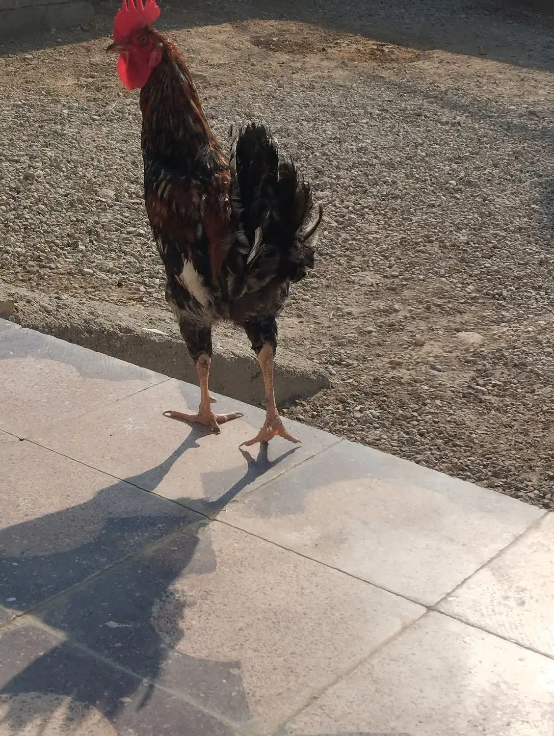 خروس|حیوانات مزرعه|کاکی, |دیوار