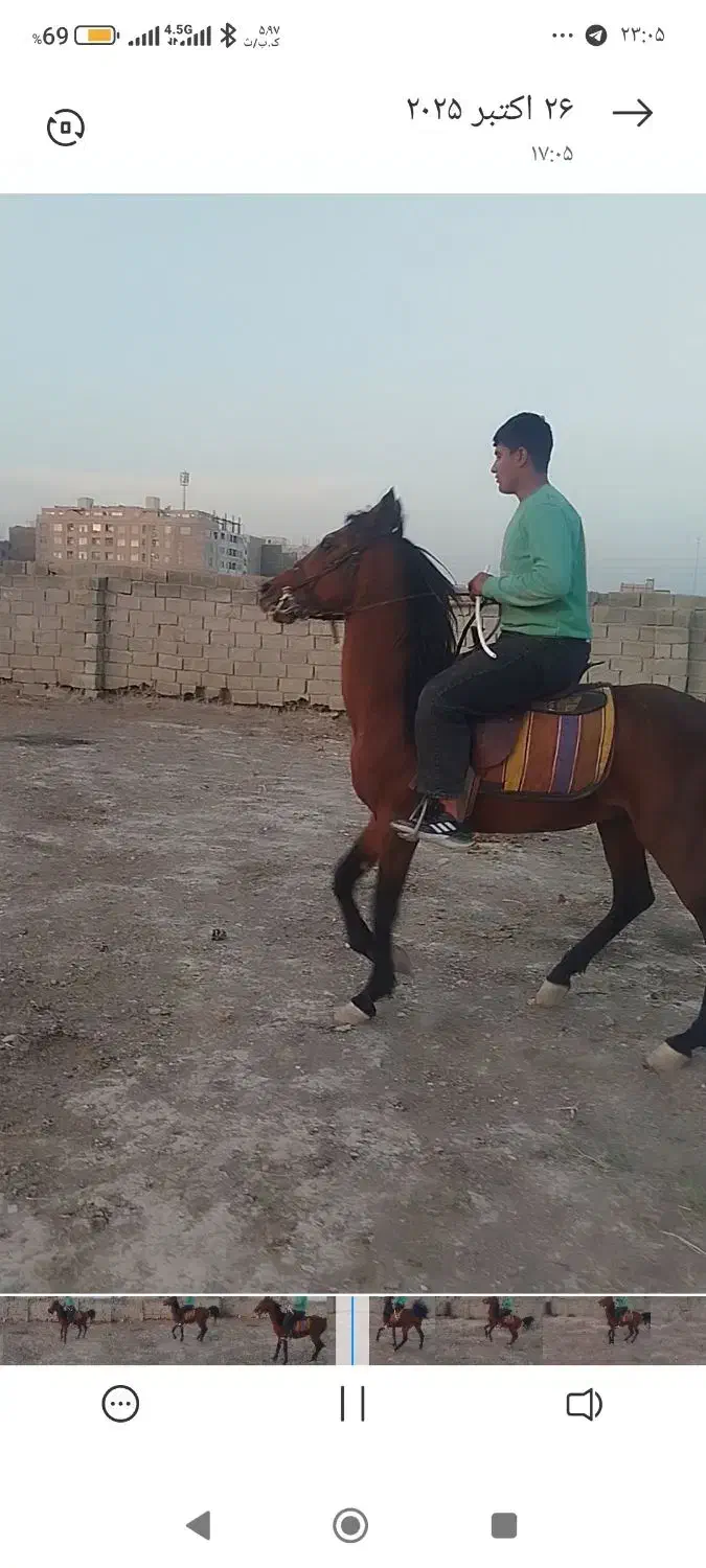 اسب نریون دره شور|اسب و تجهیزات اسب‌سواری|کهریزک, |دیوار