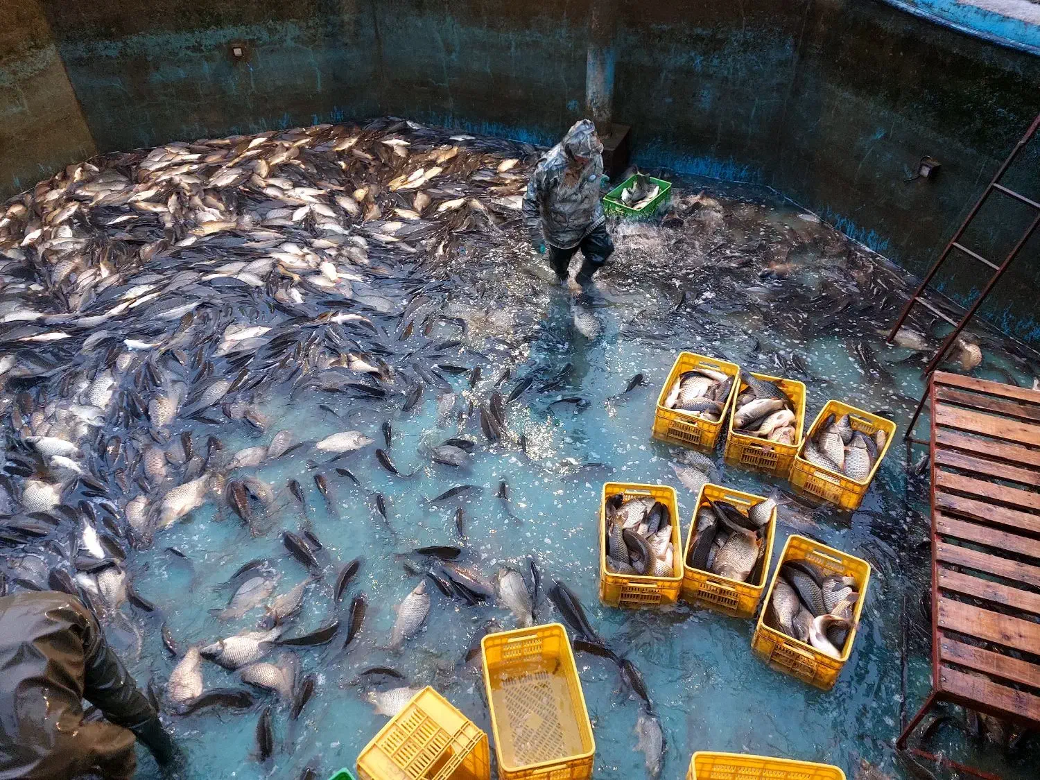 خرید و فروش ماهی کپور ( پرورشی )|عمدهفروشی|رشت, پسیخان|دیوار