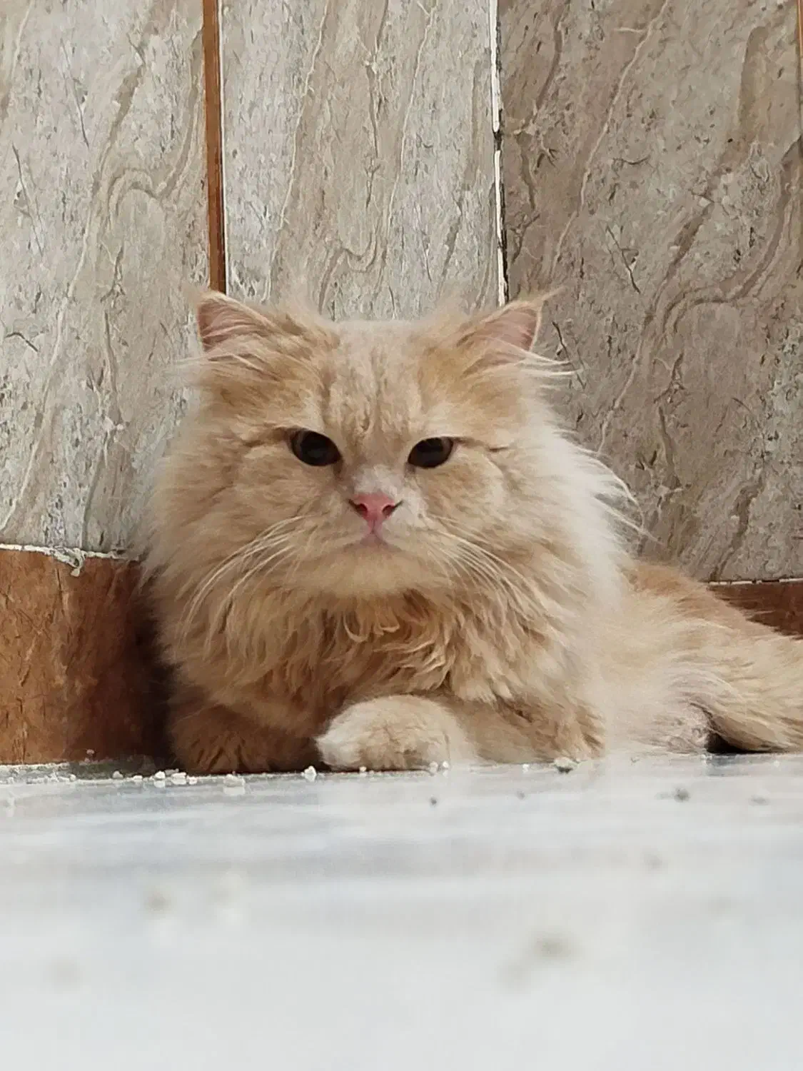 گربه گلد|گربه|اهواز, زندوکیلی|دیوار