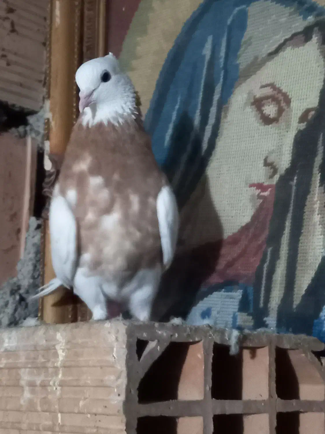 طوقی|پرنده|مینودشت, |دیوار