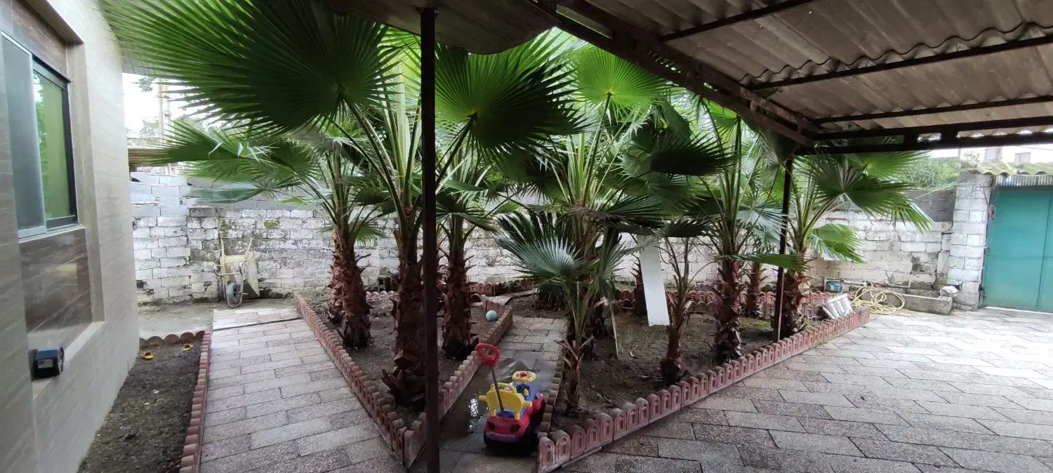 درخت پالم|گل و گیاه طبیعی|سرخرود, |دیوار