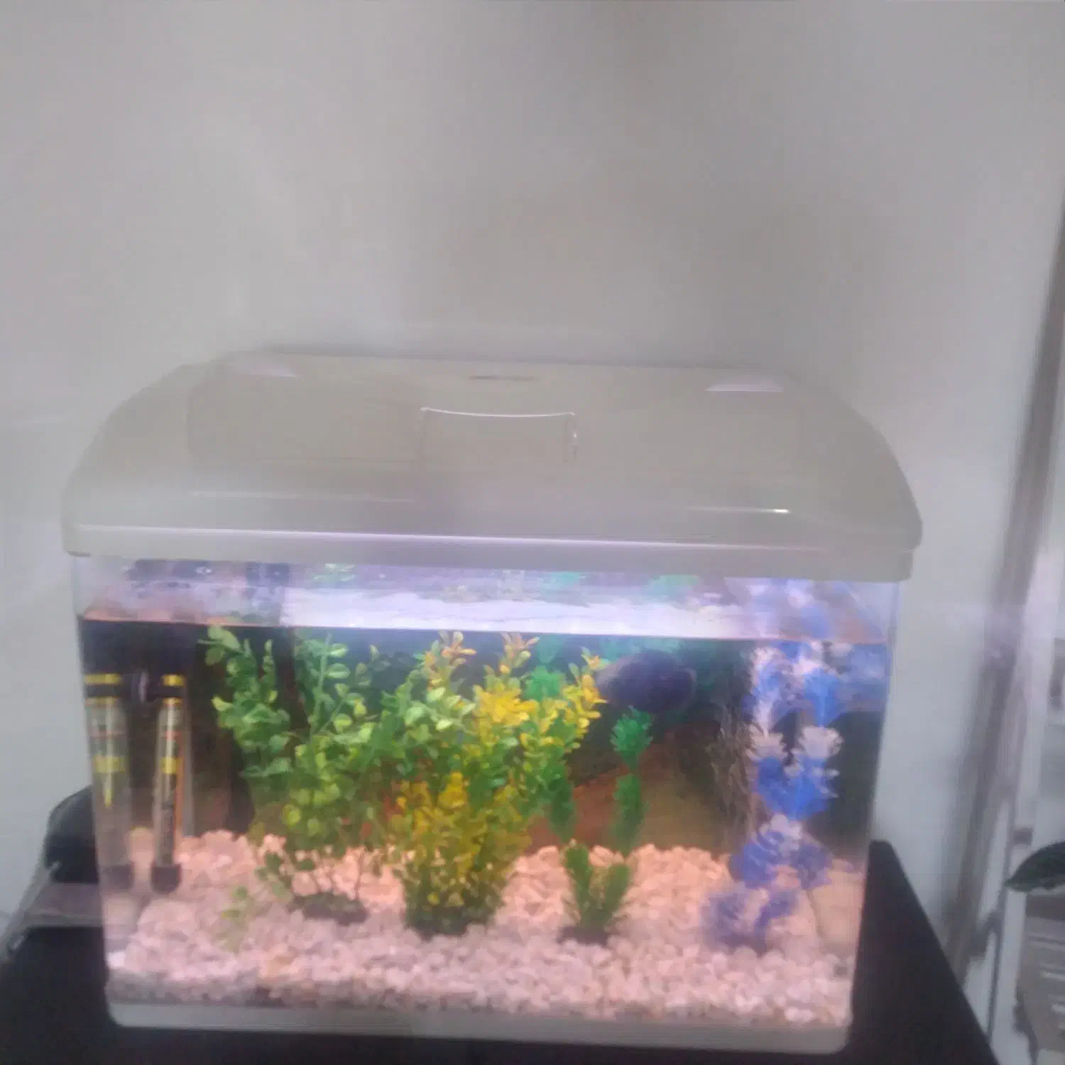 اکواریوم|ماهی|کوهسار (البرز), |دیوار