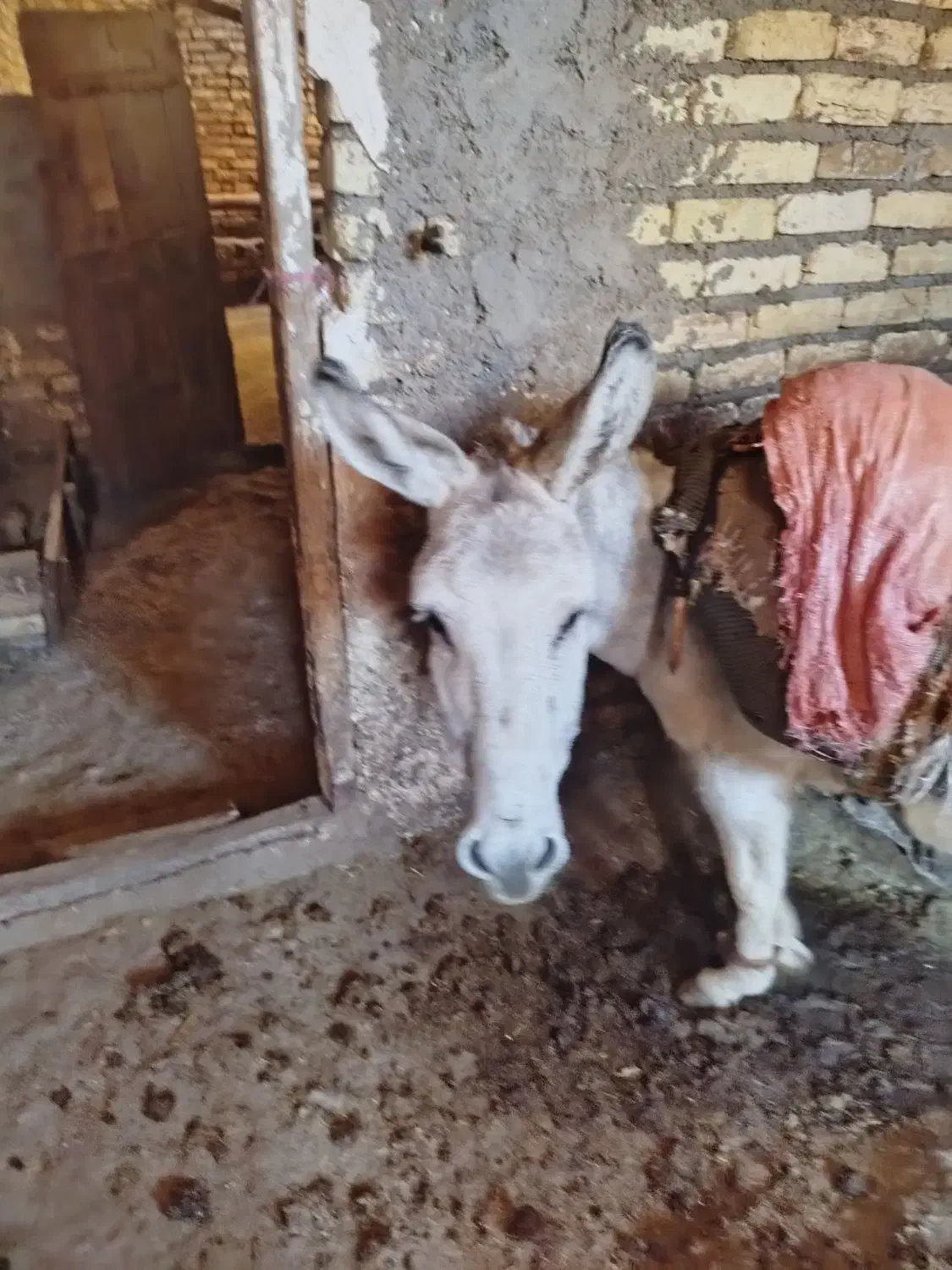 الاغ|حیوانات مزرعه|قره پشتلو, |دیوار