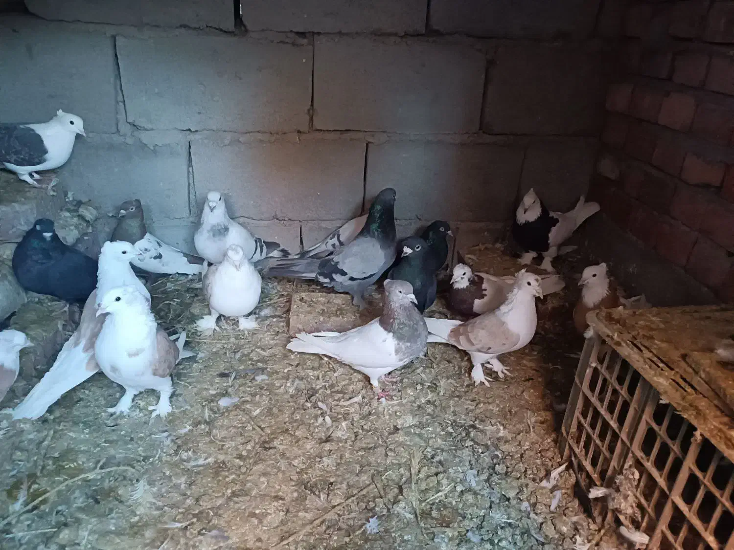 کبوتر|پرنده|ریگان, |دیوار