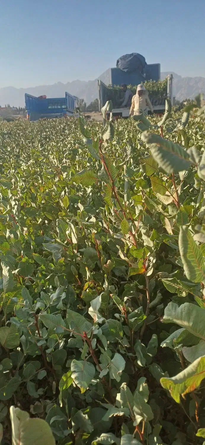 نهال پسته گلدانی|خدمات باغبانی و درختکاری|اردستان, |دیوار