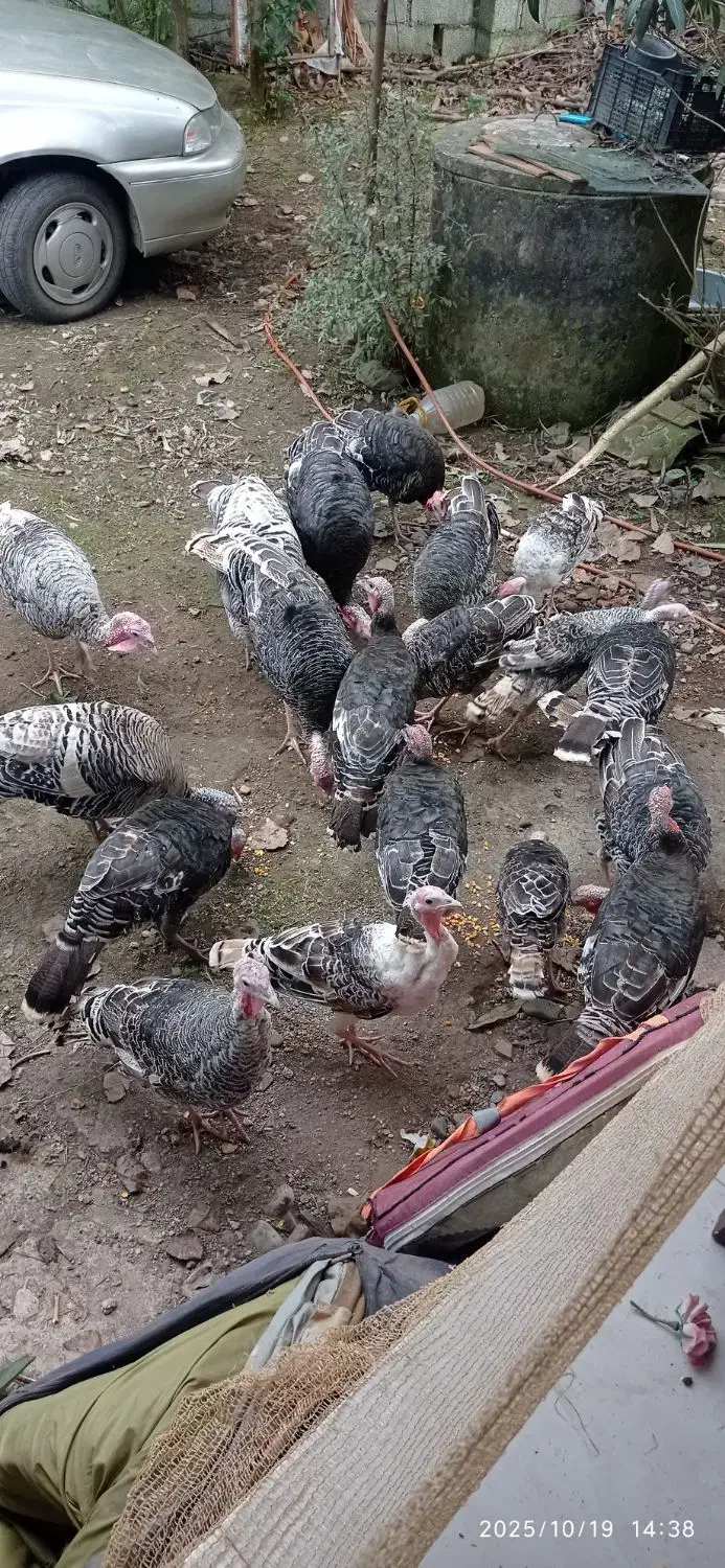 بوقلمون نر و ماده|حیوانات مزرعه|شاندرمن, |دیوار