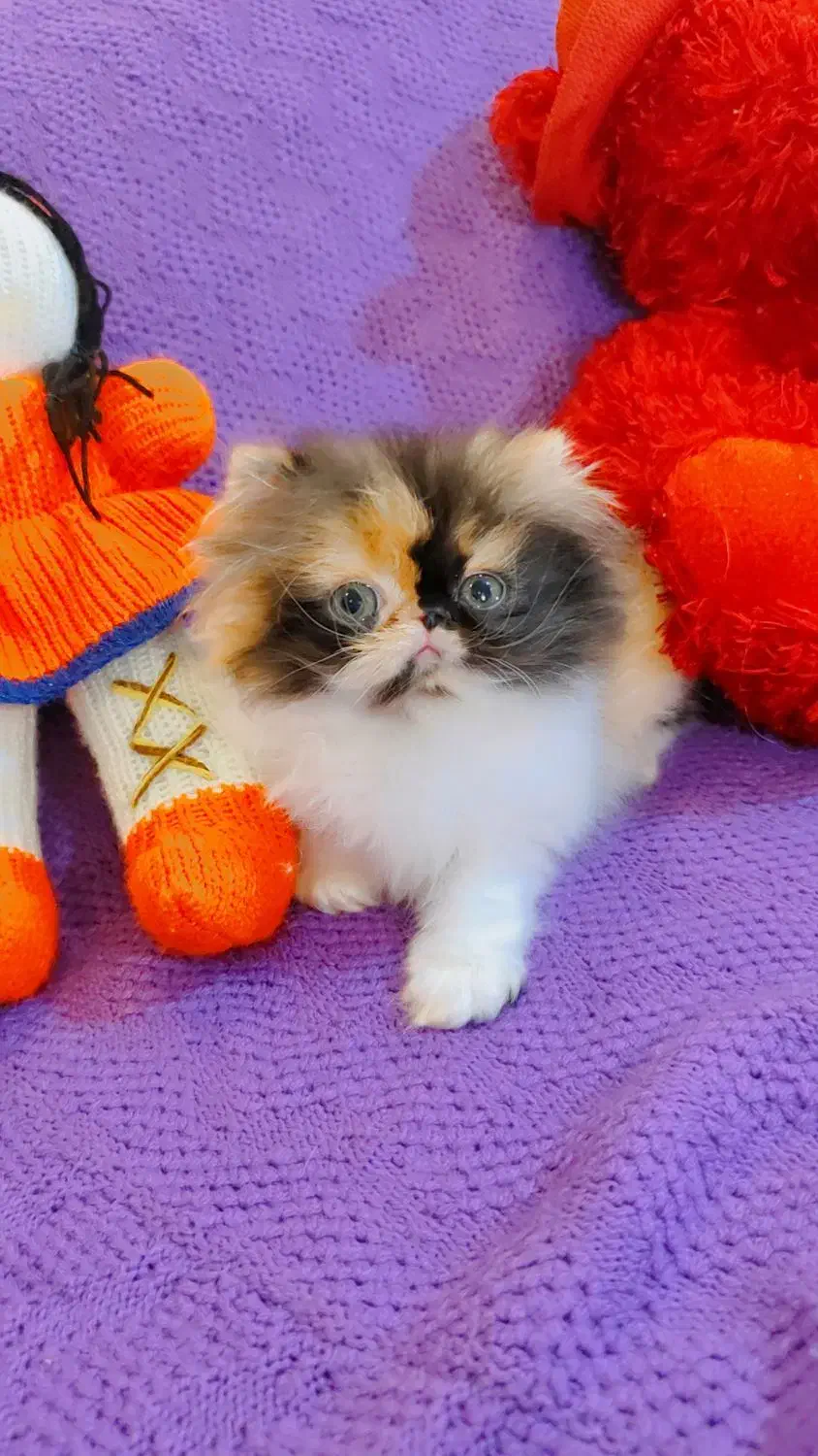 بچه گربه پرشین اگزوتیک مینیاتوری|گربه|تهران, چیتگر جنوبی|دیوار