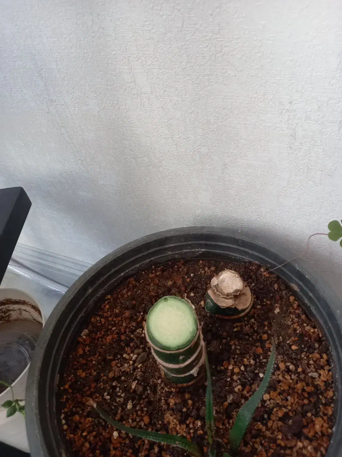 گلهای  خانگی|گل و گیاه طبیعی|نیشابور, بزرگمهر|دیوار