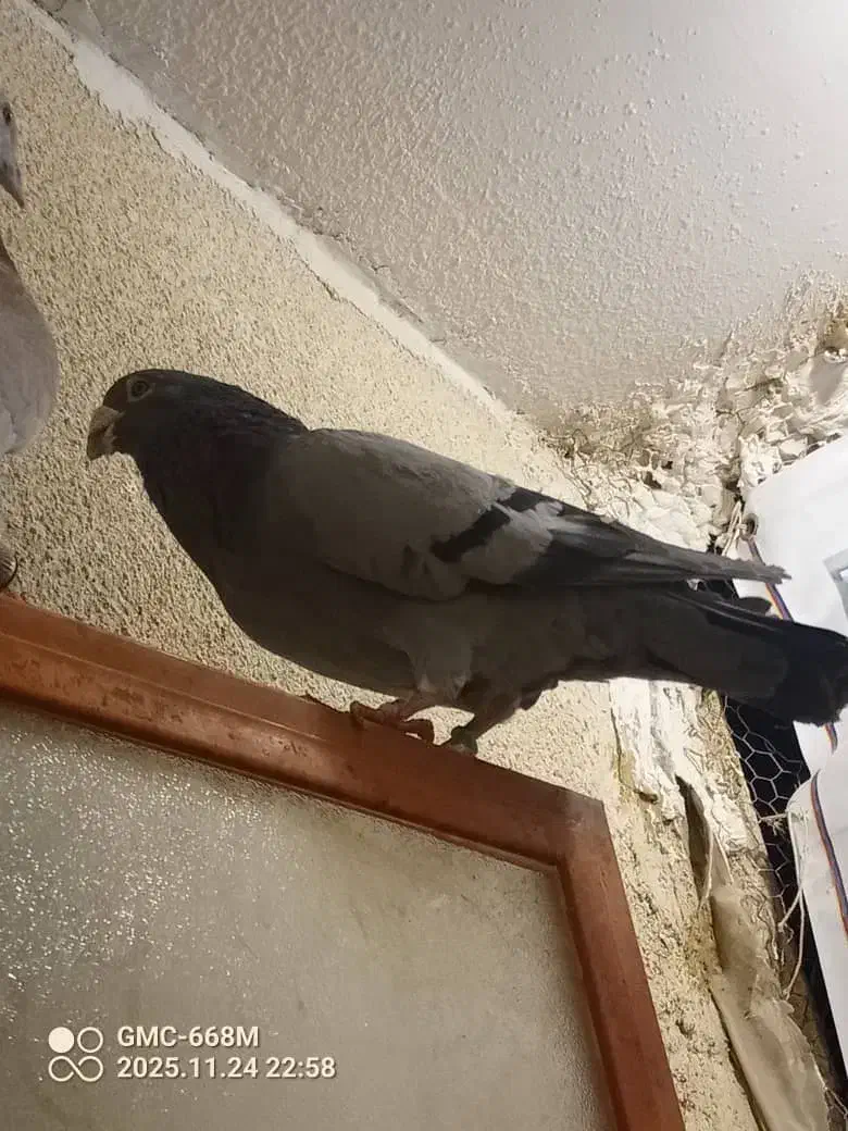 کفتر سبز نر و یک سوسکی زرد نر|پرنده|چناران, |دیوار