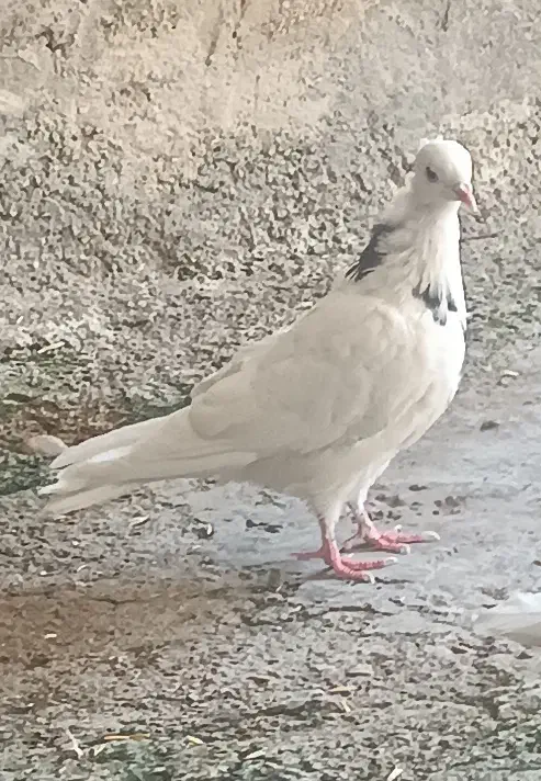 کبوتر فروشی|پرنده|ایوان, |دیوار