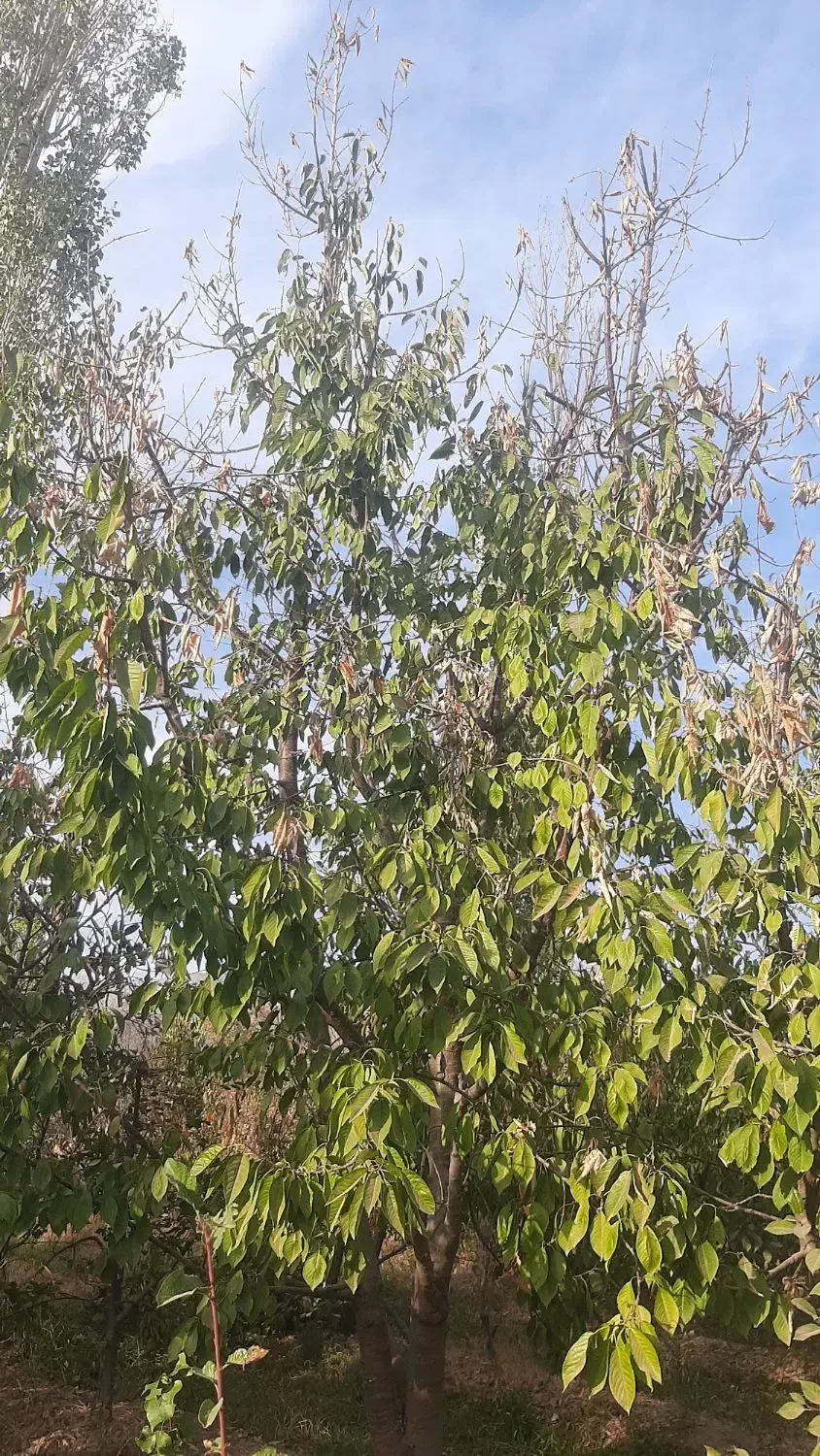 هرس درختان میوه وغیره مسمر وباغ انگوربه روش مهندسی|خدمات باغبانی و درختکاری|نیشابور, شهرک قدس|دیوار