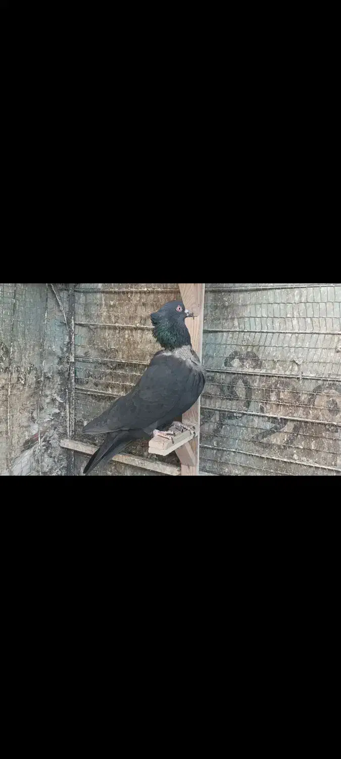 کبوتر کلاغ سیاه پرشی|پرنده|مشهد, تربیت (صدف)|دیوار